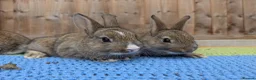 Mixed Breed rabbits for sale: Netherland Dwarf x Mini Rex Babies - Advert 11