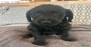 Labradoodle dogs - Advert 11