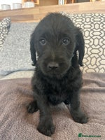 Labradoodle dogs - Advert 5