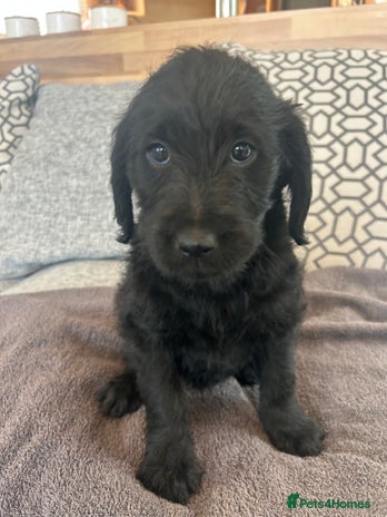 Labradoodle dogs - Advert 10