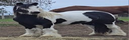 Irish Cob horses for sale: 13.1h Gypsie Cob gelding. - Advert 3