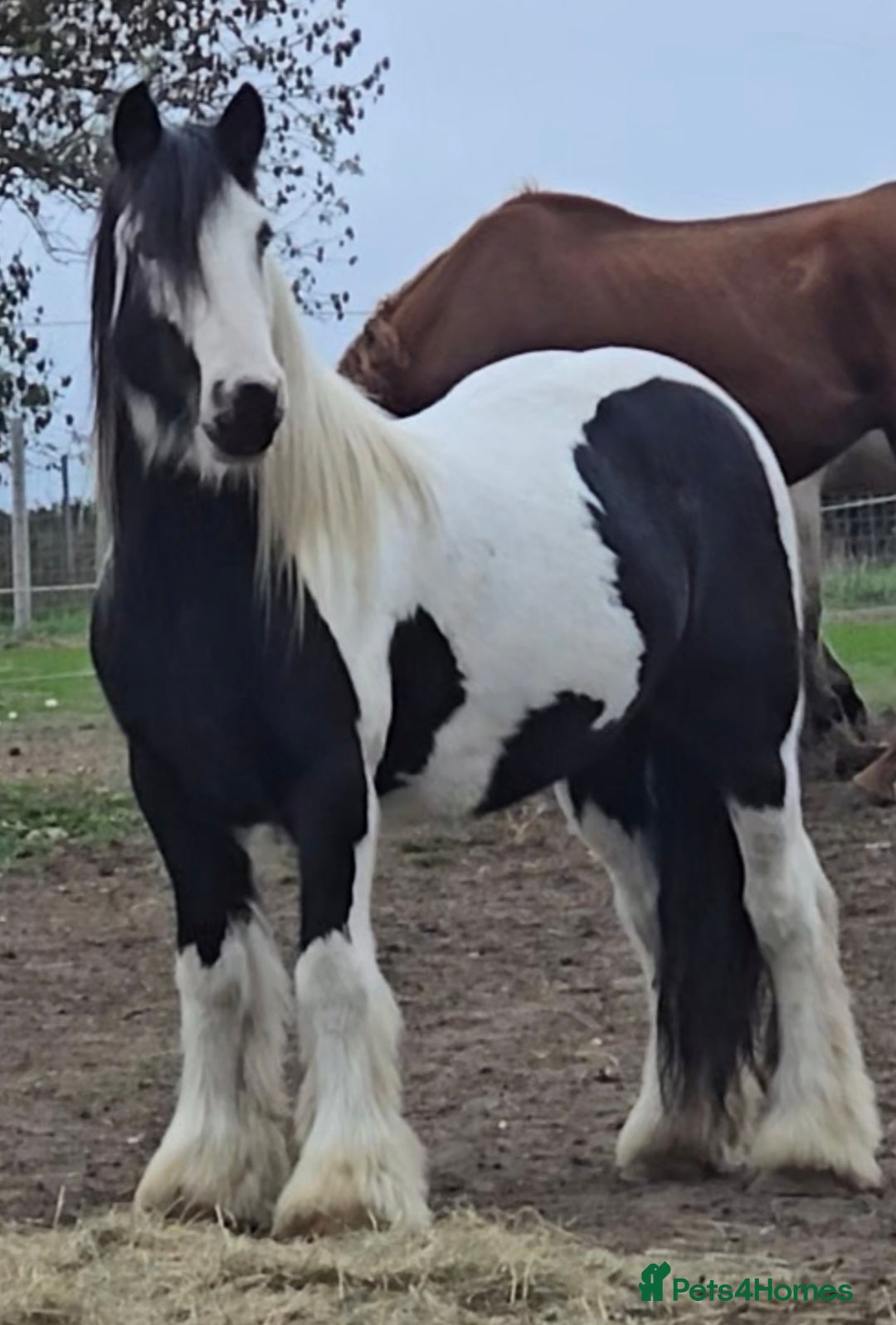Irish Cob horses for sale: 13.1h Gypsie Cob gelding. - Advert 3