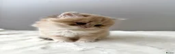 British Longhair cats for sale: Champion lines Golden British Longhairs - Advert 28