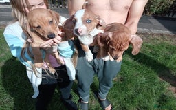 Dachshund dogs for sale: 3 beautiful dachshund puppies ready now - Image 6