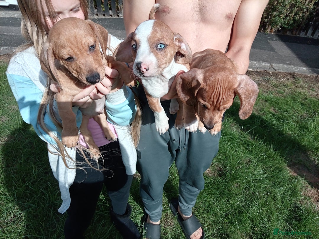 Dachshund dogs for sale: 3 beautiful dachshund puppies ready now - Image 6