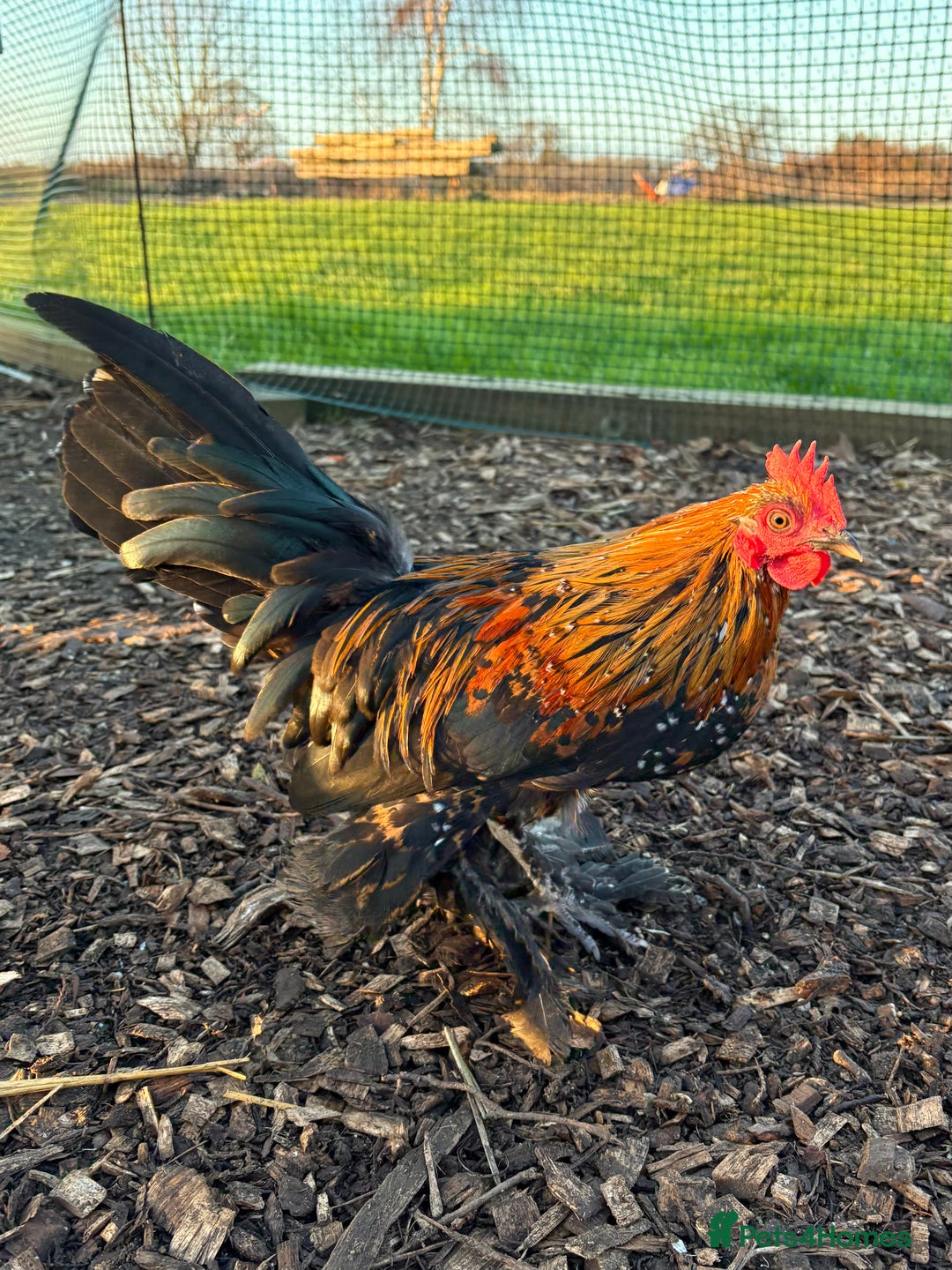 Chickens poultry for sale: Sablepoot Booted Bantam Pullets & Cockerels - Advert 6