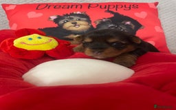 Yorkshire Terrier dogs for sale: Beautiful 2 Girls Yorkshire Terrier Pedigree  - Advert 12