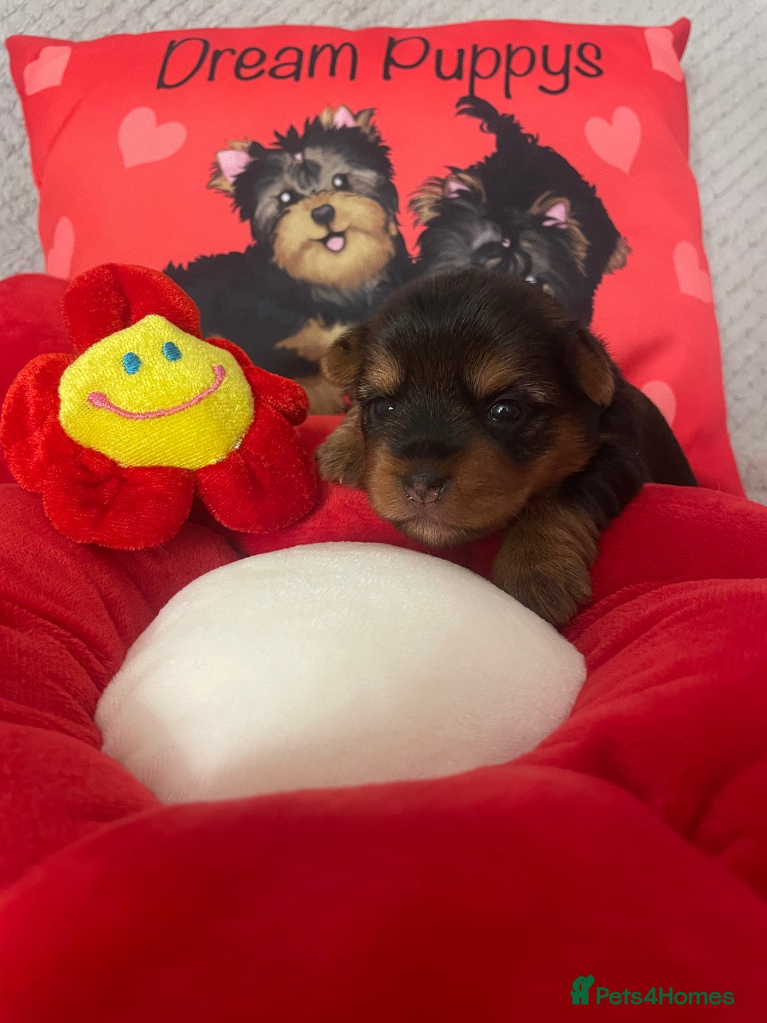 Yorkshire Terrier dogs for sale: Beautiful 2 Girls Yorkshire Terrier Pedigree  - Advert 12