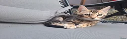 Bengal cats for sale: Outstanding Bengal Kittens TICA - Advert 13