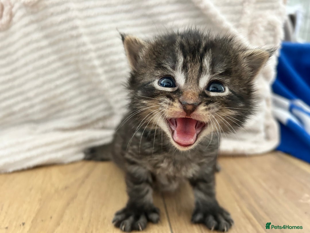 Maine Coon cats for sale: Ragcoon polydactyl kittens - Image 7