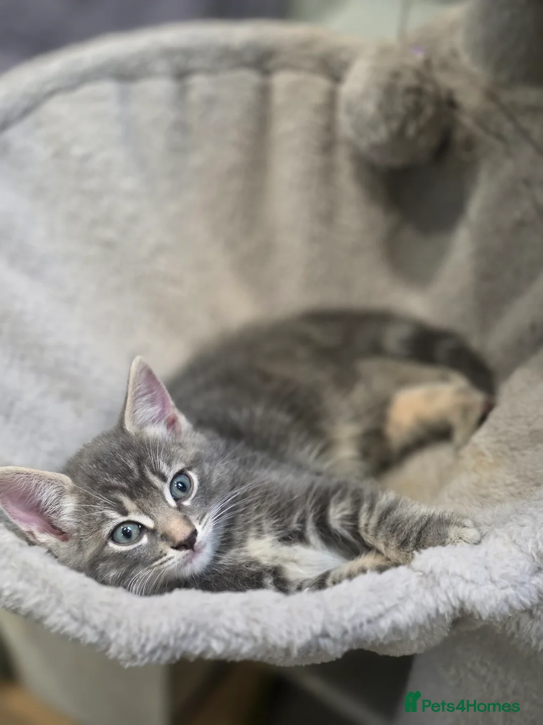 Mixed Breed cats for sale: Ragdoll cross kittens East London - Advert 2