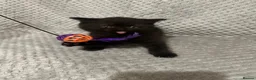 British Shorthair cats for sale: GCCF Registered Chocolate BSH kittens  - Advert 12