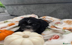 Mixed Breed dogs for sale: Maltese cross La Chon puppies  - Image 18