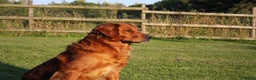 Golden Retriever dogs for stud: FULLY HEALTH TESTED Dark Golden Retriever stud dog in Newark - Advert 5
