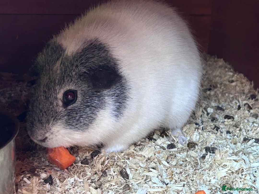 Guinea Pig rodents for sale: Male Guinea Pig For Sale in Sittingbourne - Advert 1