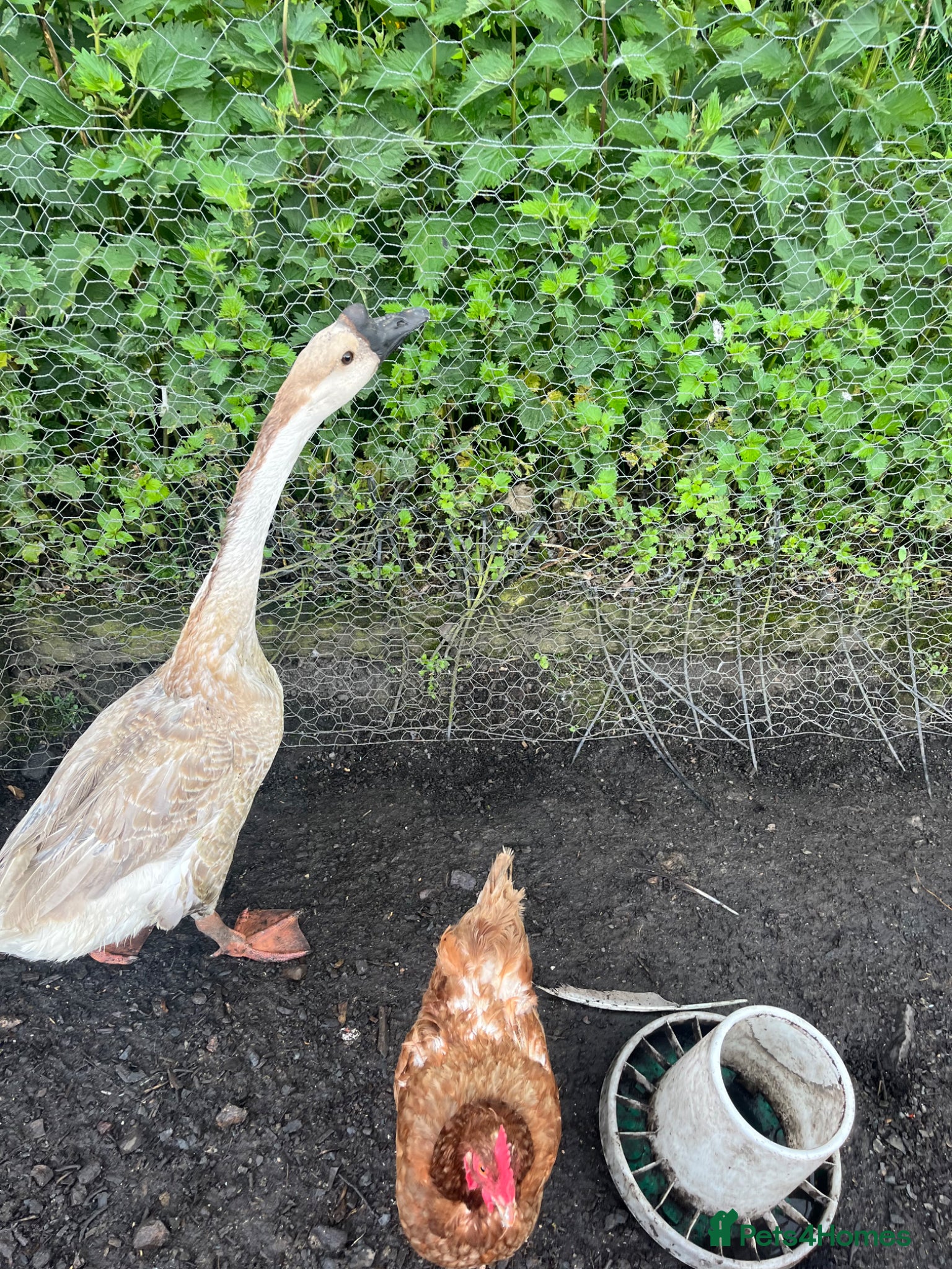 Geese poultry for sale: Year old geese for sale  - Advert 10