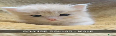 Maine Coon 5