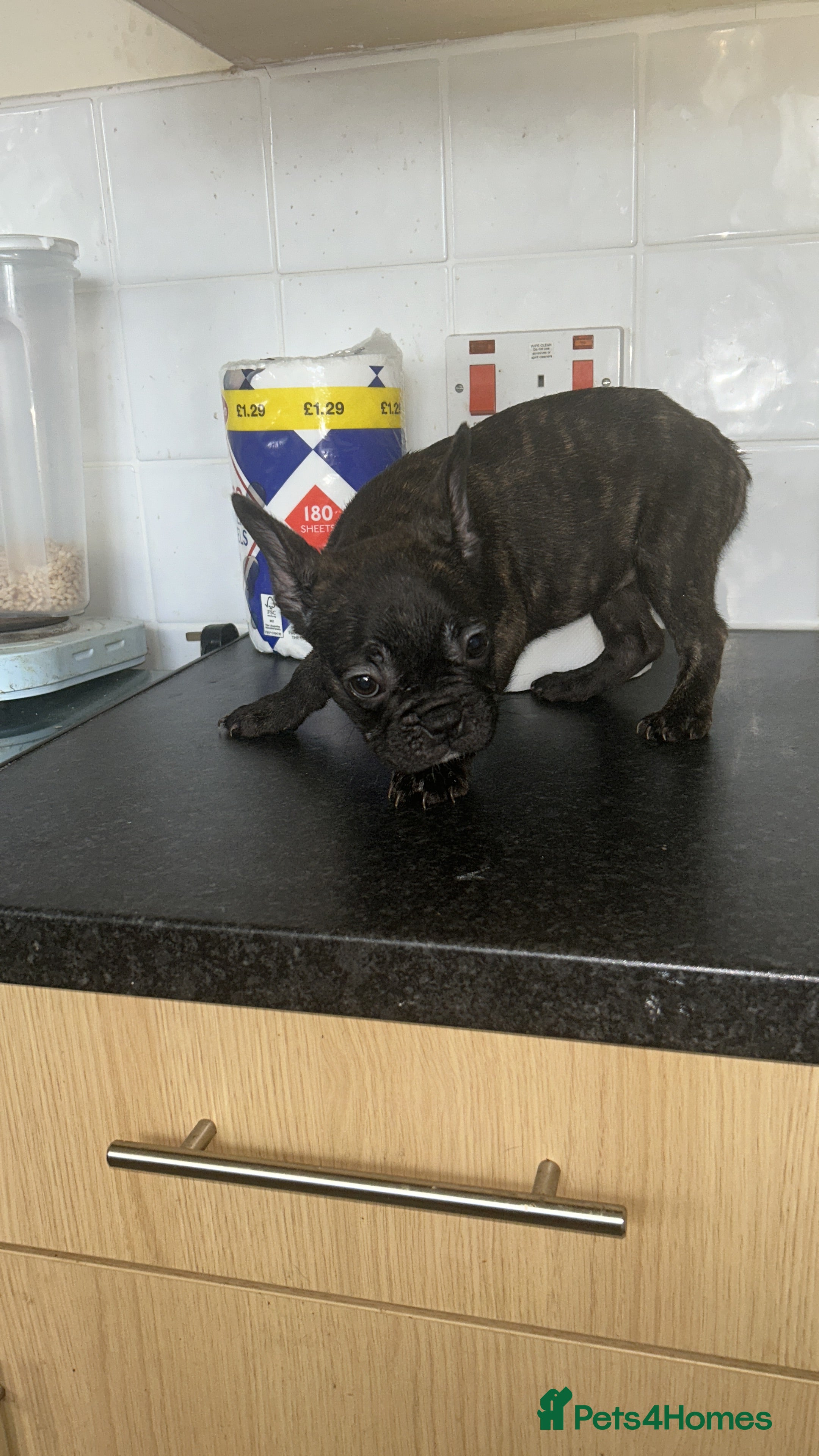 French Bulldog dogs French bulldogs for sale  - Advert 2