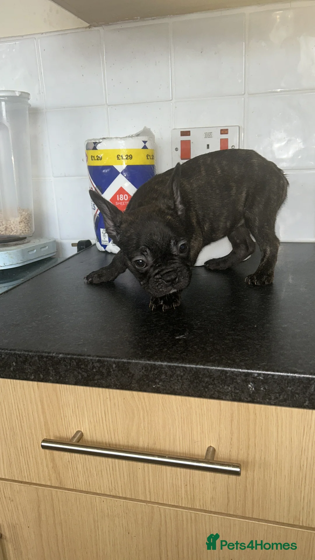 French Bulldog dogs for sale: French bulldogs for sale  - Advert 2