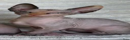 Sphynx cats for sale: Beautiful Sphynx Girl Ready for Her Forever Home  - Advert 6