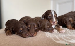 Bordoodle dogs for sale: OUTSTANDING *TRI COLOUR* MINIATURE BORDOODLES - Image 7