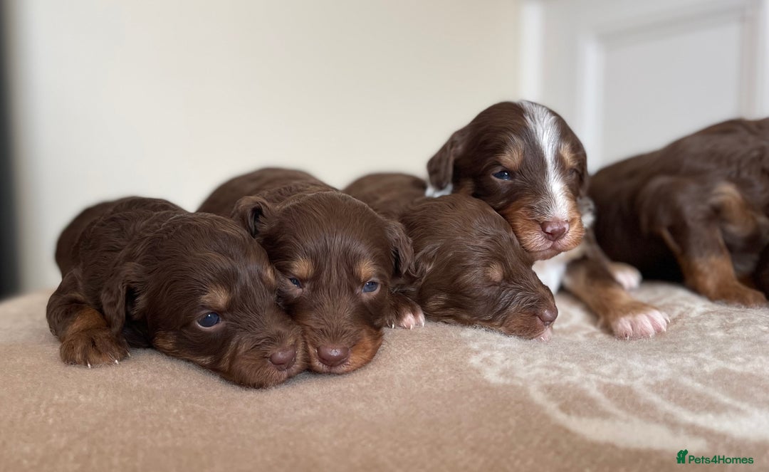 Bordoodle dogs for sale: OUTSTANDING *TRI COLOUR* MINIATURE BORDOODLES - Image 7