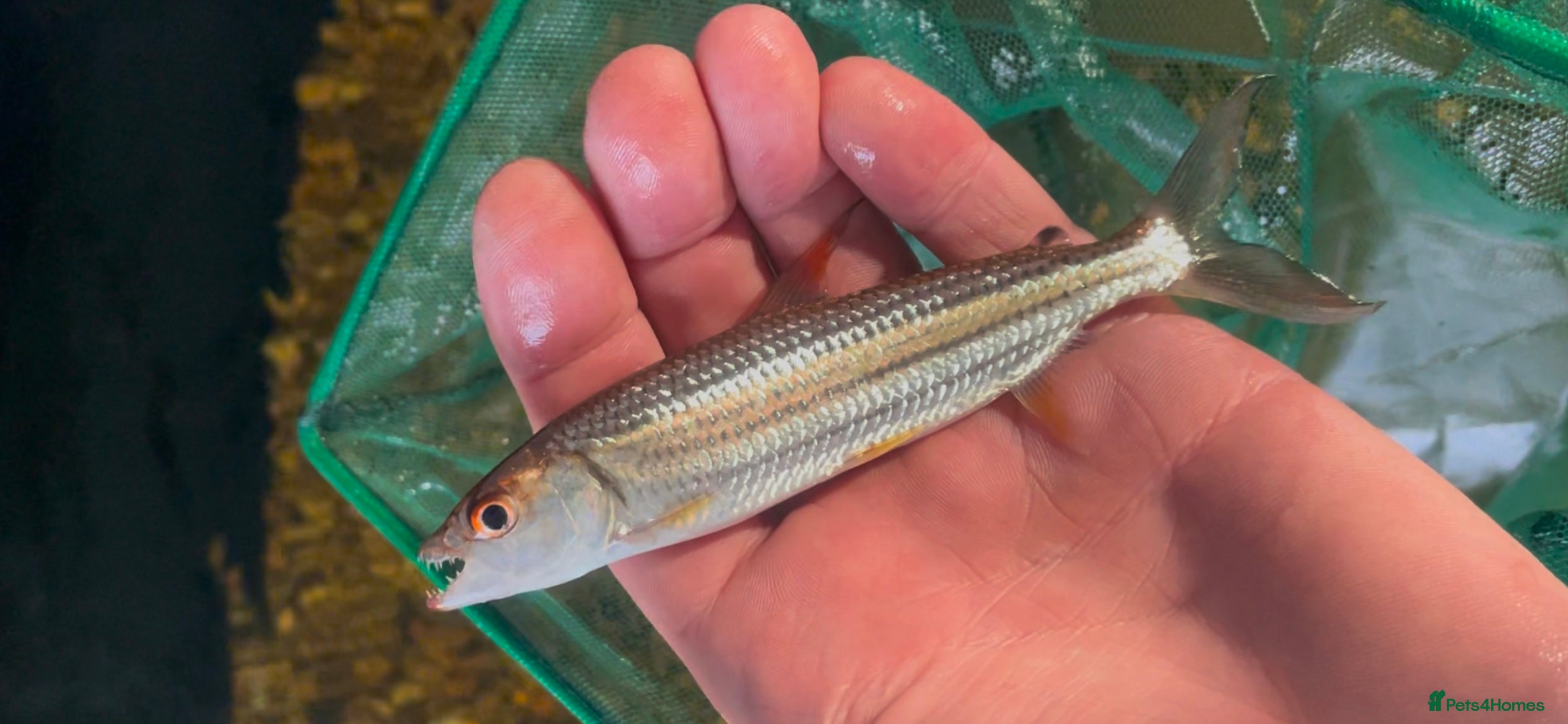 Other/Mixed Breed fish African tiger fish - Advert 1