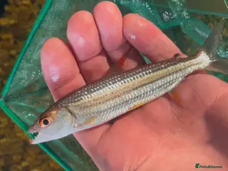 Other/Mixed Breed fish African tiger fish - Advert 1