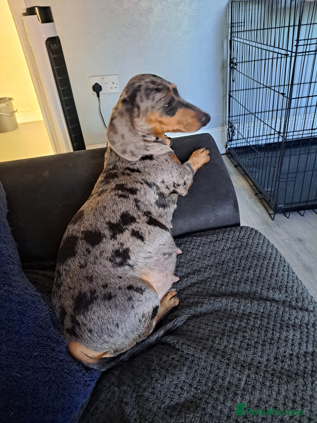 Miniature Dachshund dogs for sale: Miniature dachshund  - Image 25
