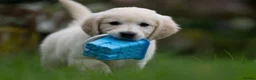 Golden Retriever dogs for sale: Stunning KC Registered Golden Retriever Puppies 🐾 - Advert 5