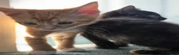 Mixed Breed cats for sale: 3 kittens for sale - Advert 4