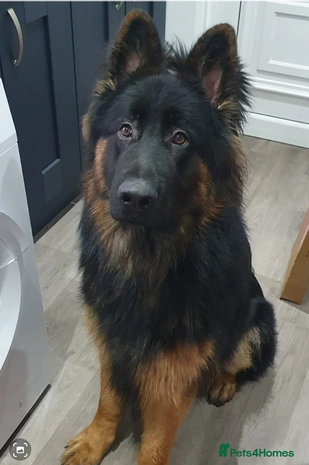 German Shepherd dogs for sale: Beautiful Long Haired German Shepard 10m old Boy in Alford - Advert 1