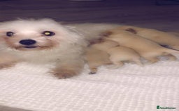 Maltipoo dogs for sale: Maltipoo puppies  - Image 4