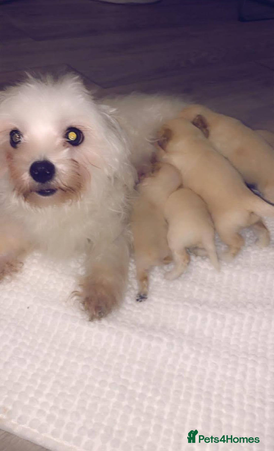 Maltipoo dogs for sale: Maltipoo puppies  - Image 4
