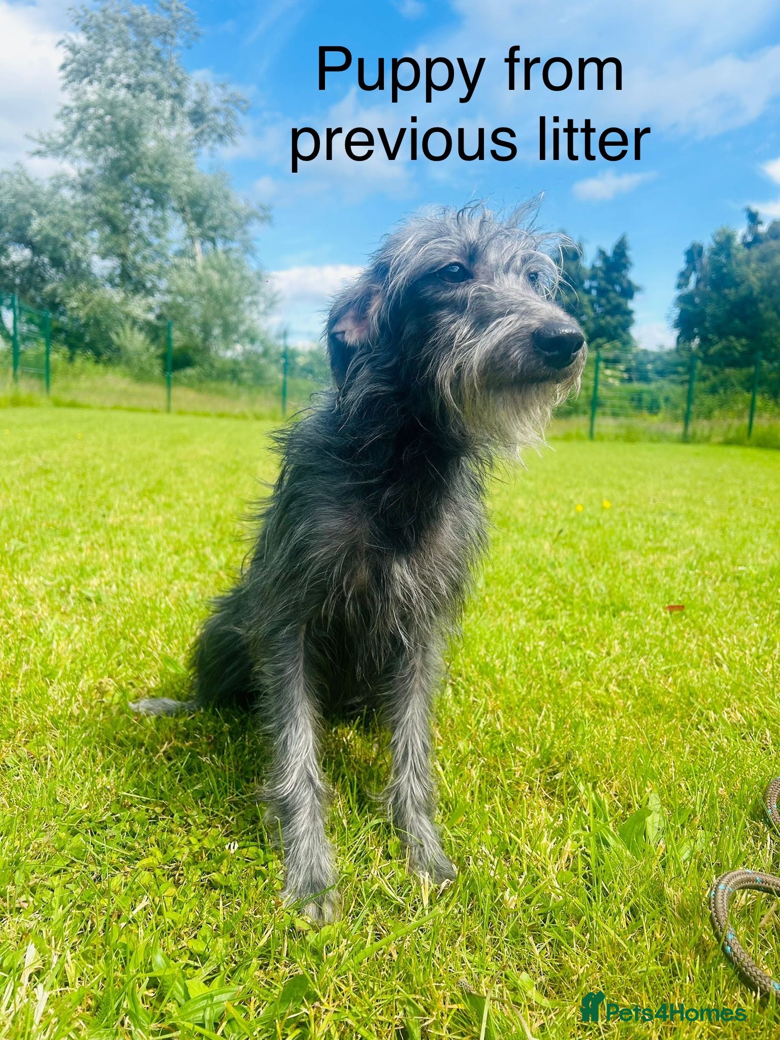 Bedlington Terrier dogs Fantastic F1 Bedlington x Whippet Puppie - Advert 8