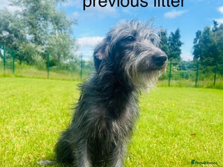 Bedlington Terrier dogs Fantastic F1 Bedlington x Whippet Puppie - Advert 8