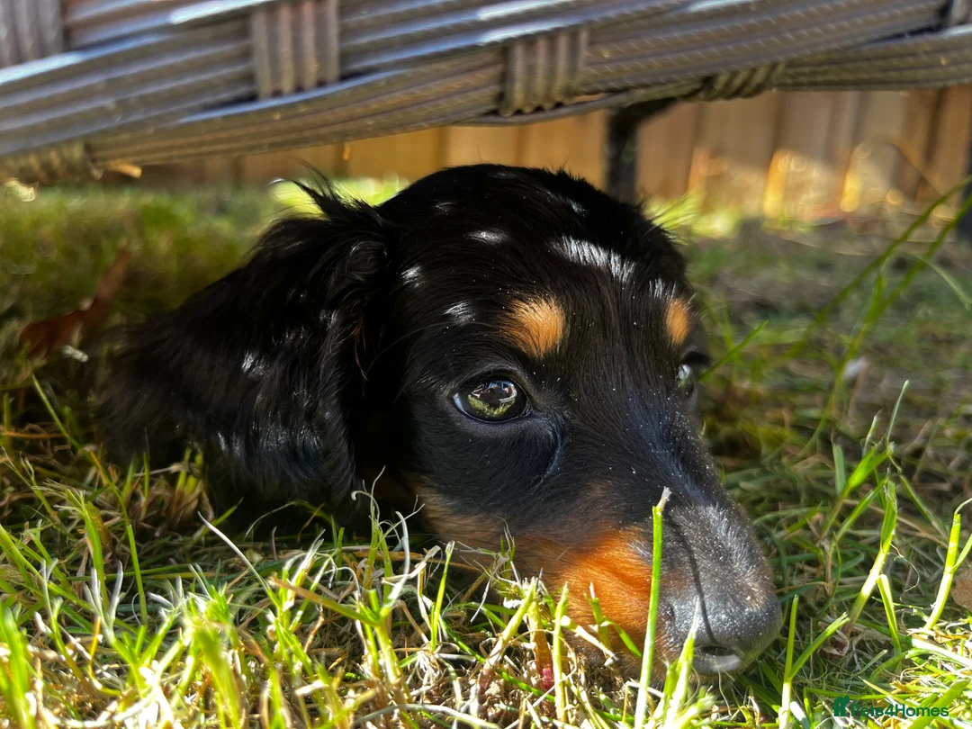 Miniature Dachshund dogs for sale: READY NOW Mini dachshund long haired black tan  - Advert 2