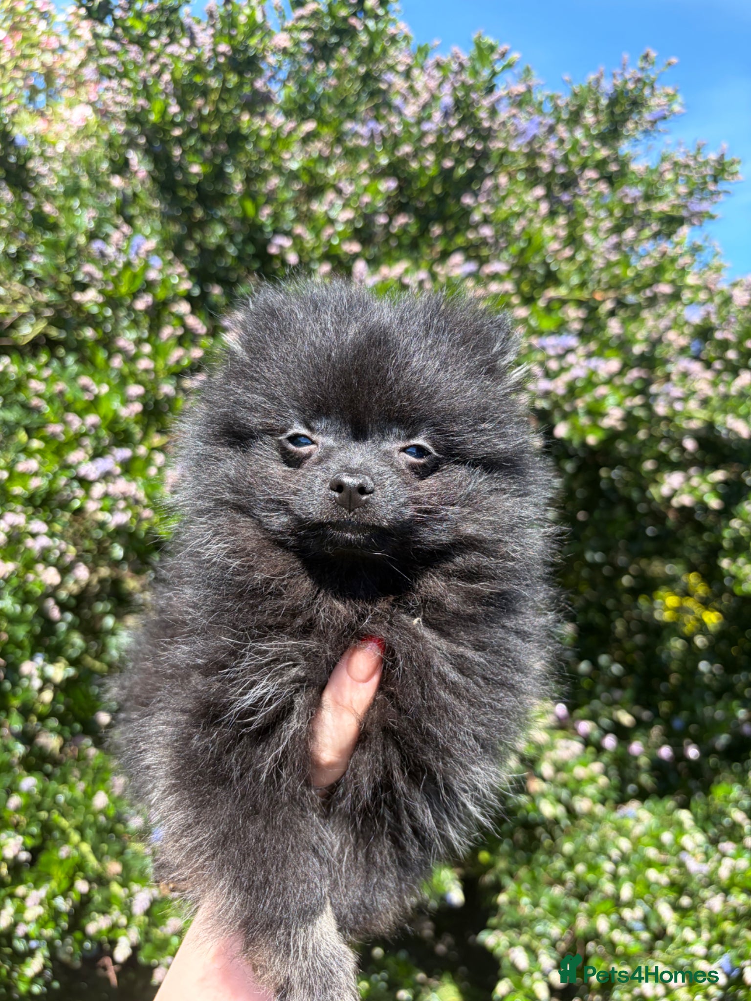 Pomeranian dogs Gorgeous male PomeranianS - Advert 1