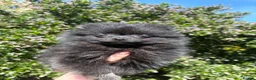 Pomeranian dogs for sale: Gorgeous male PomeranianS - Advert 1