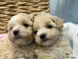 Maltipoo dogs 6 Gorgeous F1 Maltipoos Ready soon! - Advert 3
