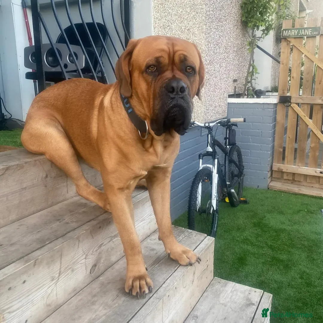 Dogue De Bordeaux dogs for stud: DOGUE DE BORDEUX STUD  in Glasgow - Image 1