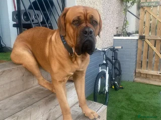 Dogue De Bordeaux dogs in Glasgow - Advert 1