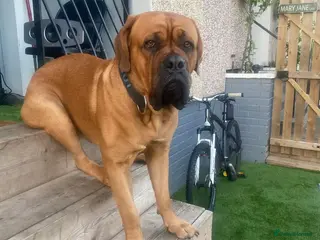 Dogue De Bordeaux dogs DOGUE DE BORDEUX STUD in Glasgow - Advert 1