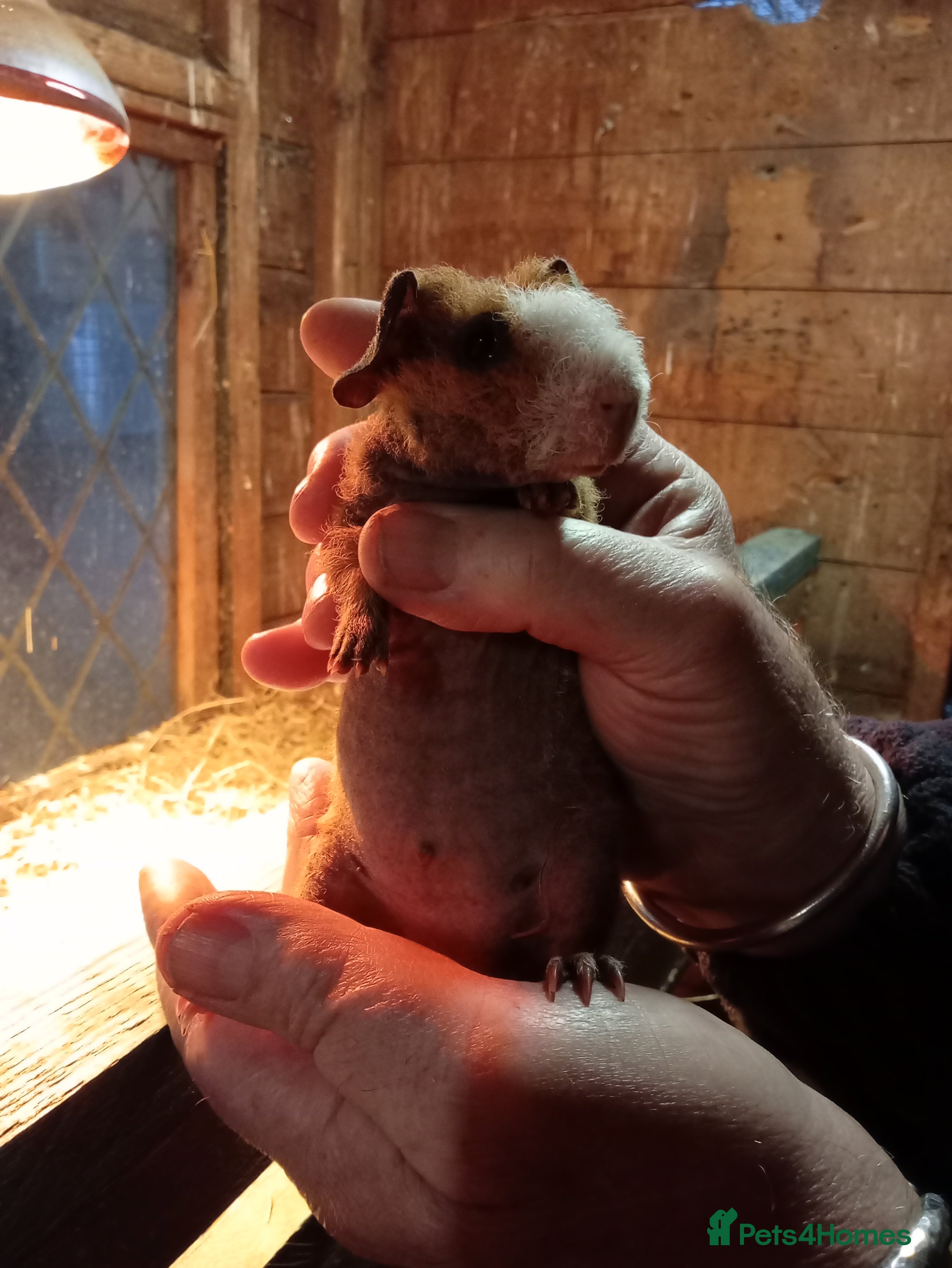 Guinea Pig rodents Young Skinny Pigs and werewolf  - Advert 1