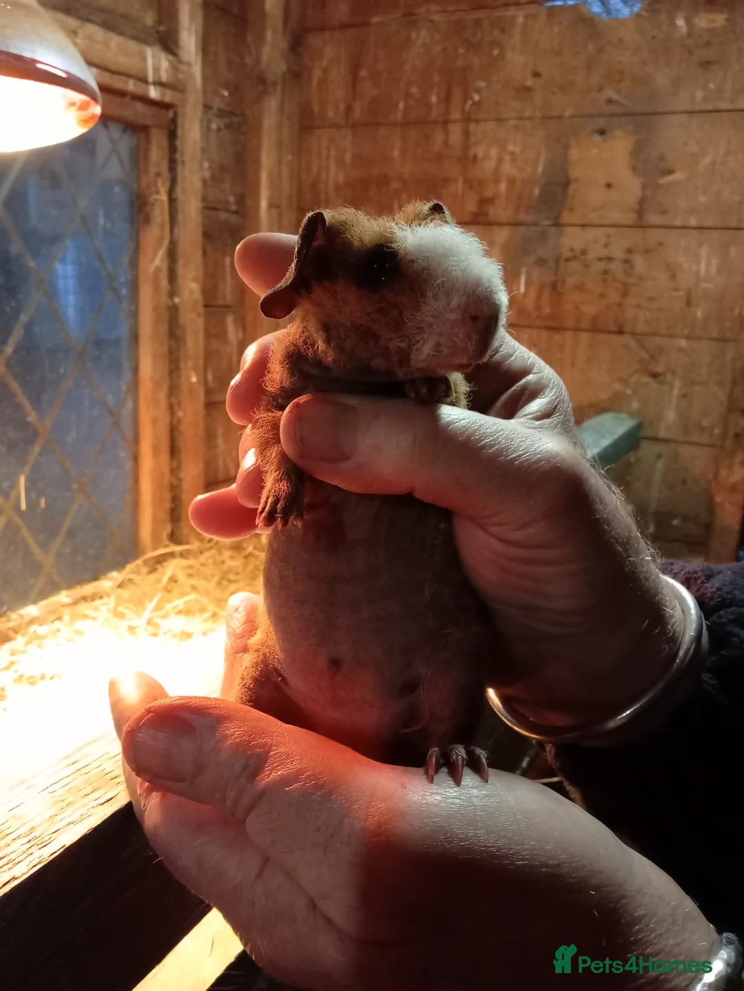 Guinea Pig rodents for sale: Young Skinny Pigs and werewolf  - Advert 1