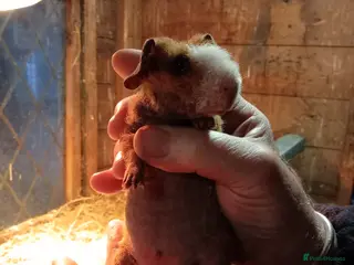 Guinea Pig rodents Young Skinny Pigs and werewolf - Advert 1