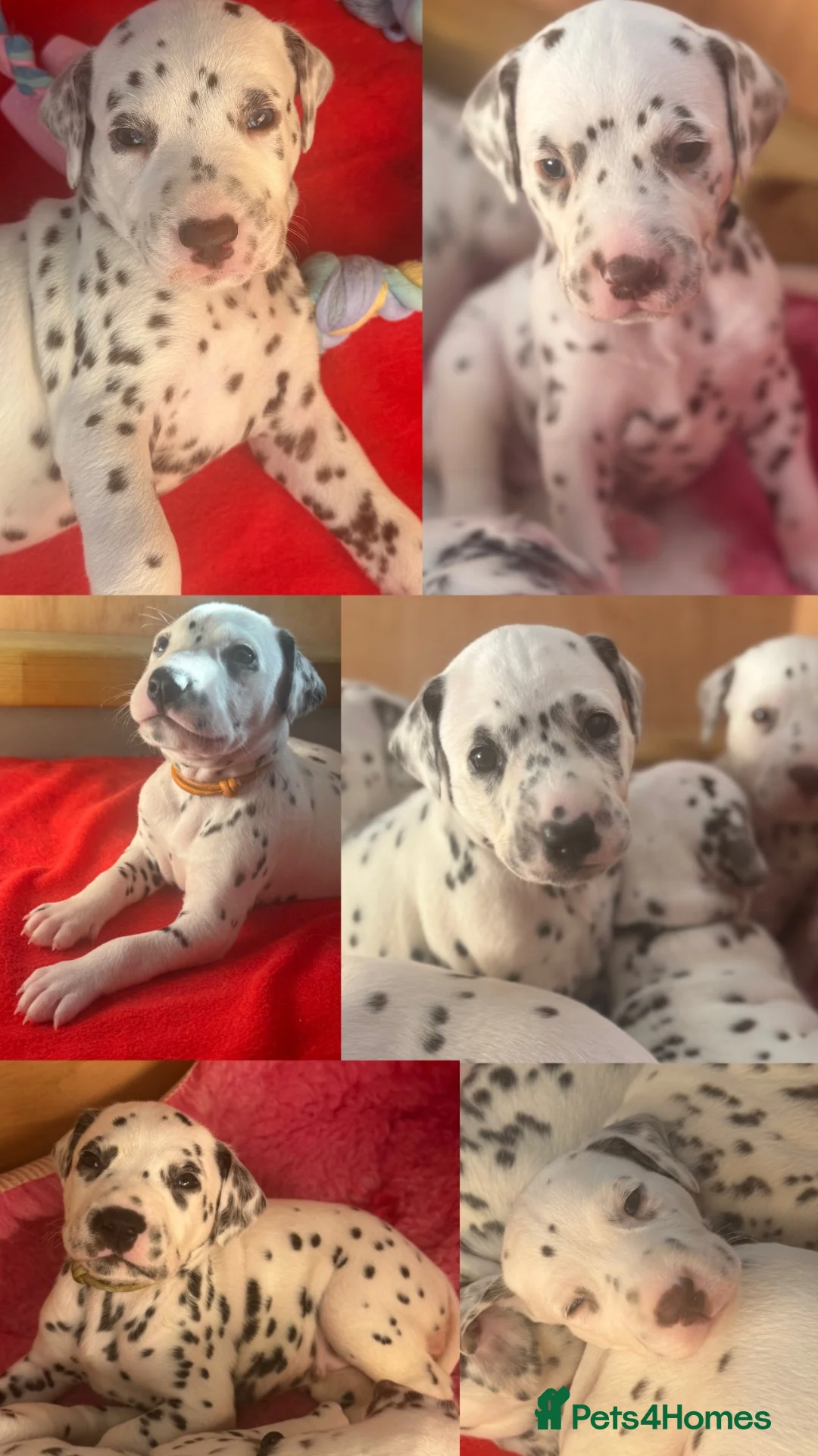 Dalmatian dogs for sale: Eagerly Awaited Litter Now Here 💫 - Advert 1