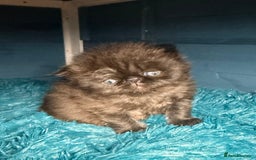 Persian cats for sale: Champion Line Persians  Black & Brown Tabby Girls - Image 4
