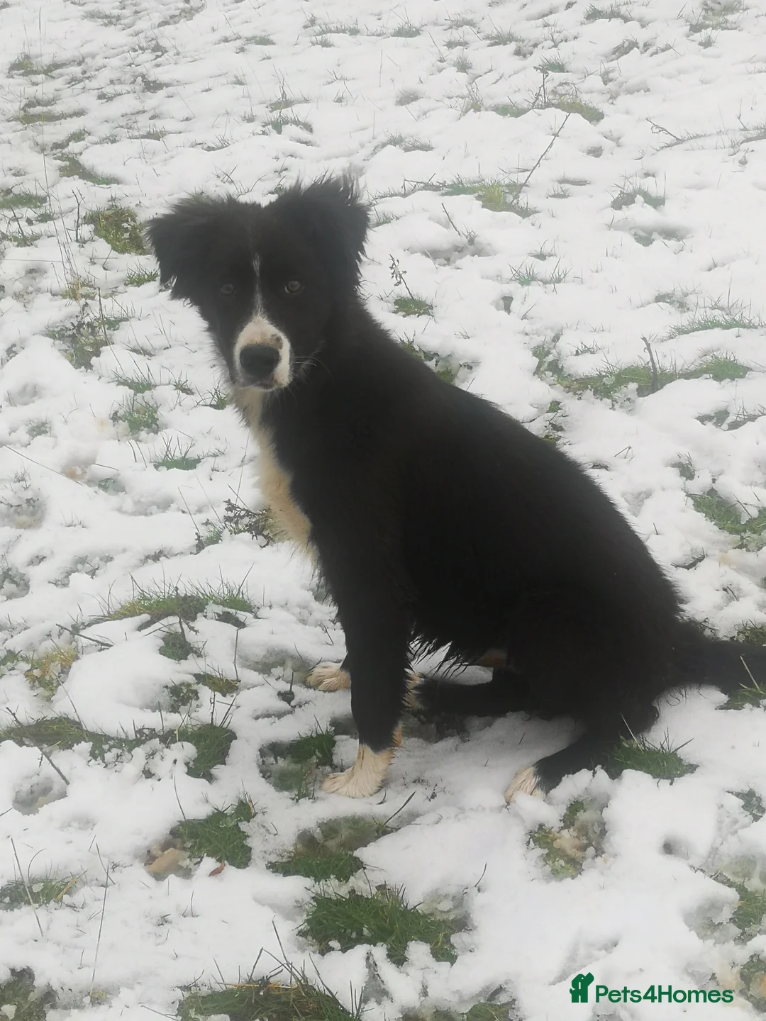 Border Collie dogs for sale: Gorgeous collie for sale.  - Advert 4