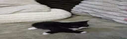 Mixed Breed cats for sale: Adorable tuxedo kittens  - Advert 3